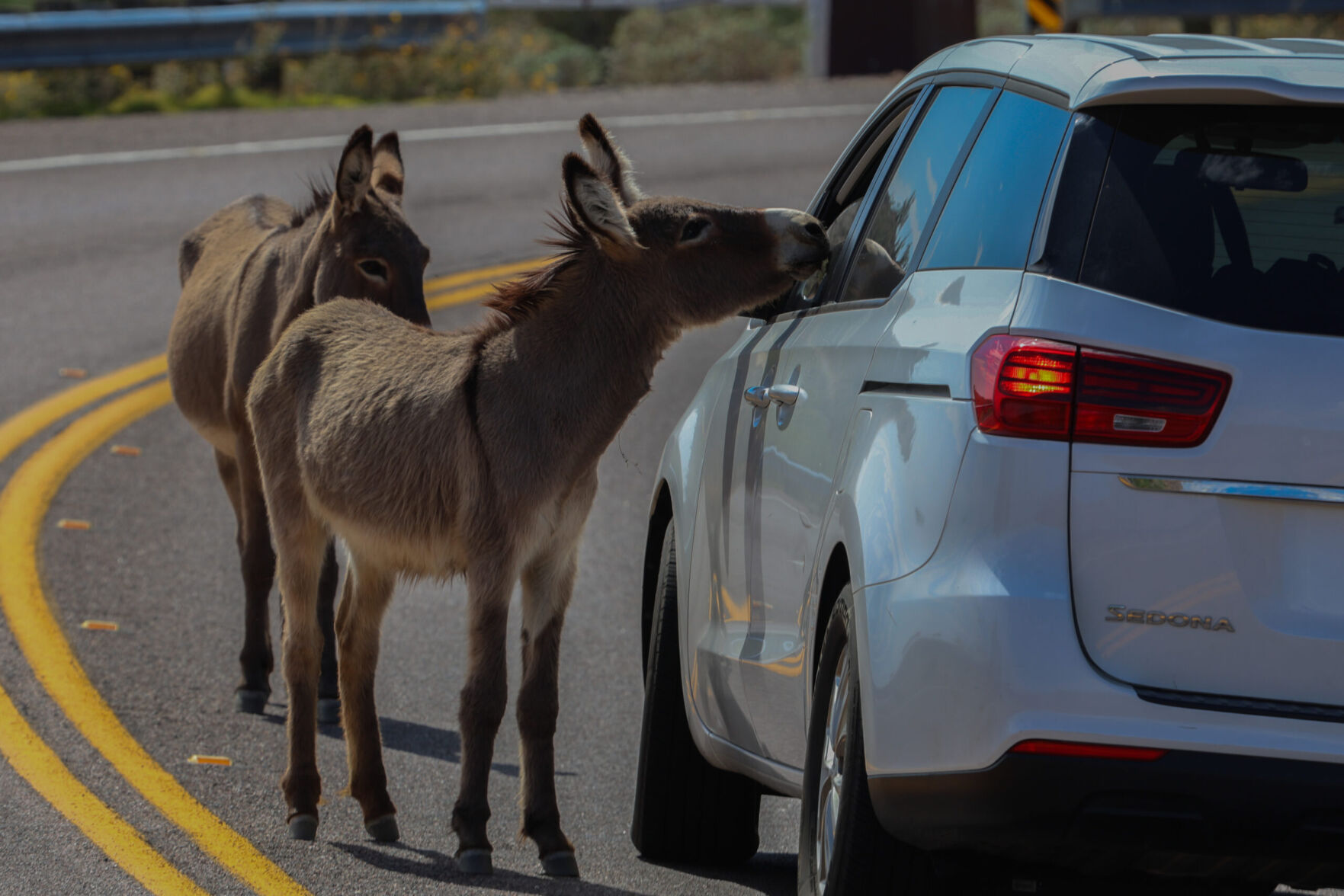 How wild donkeys damage Arizona's desert ecosystem
